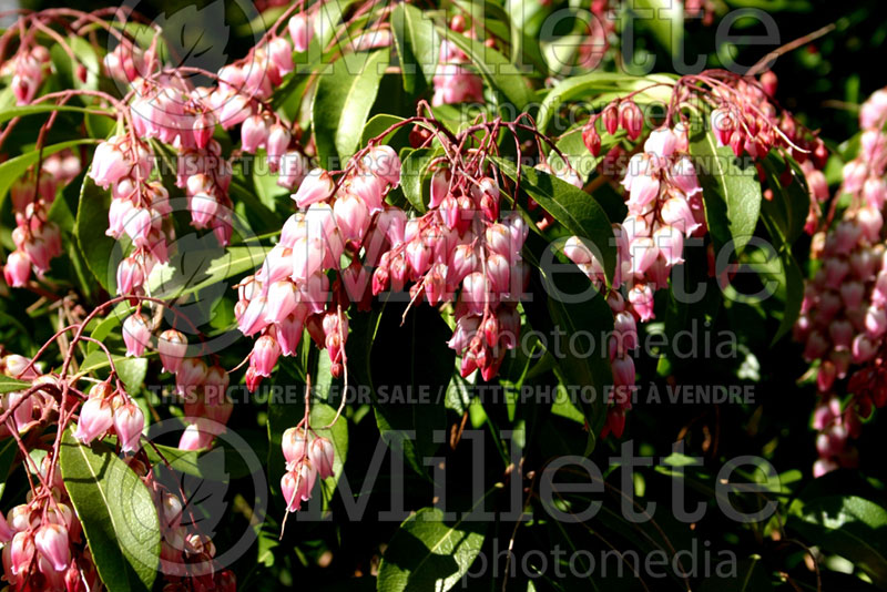 Pieris Shojo (Andromeda Pieris) 1 