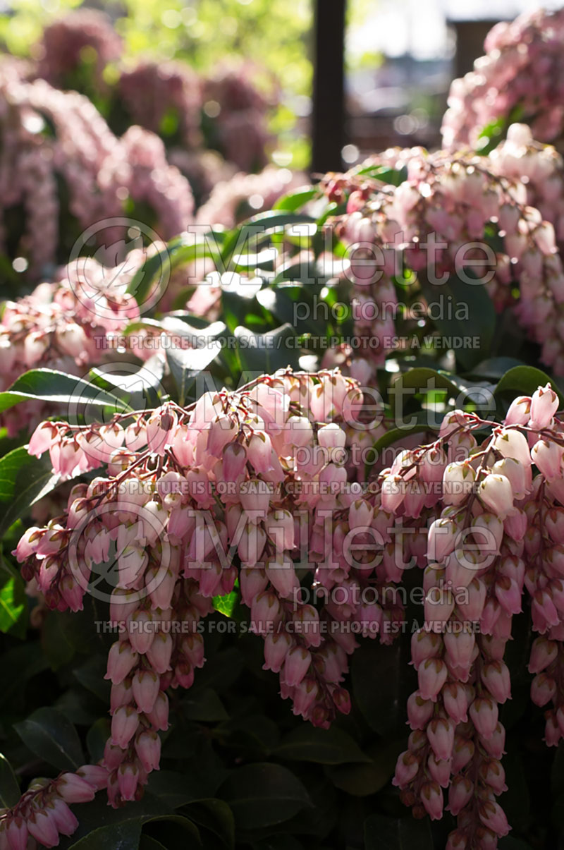 Pieris Shojo (Andromeda Pieris) 2 