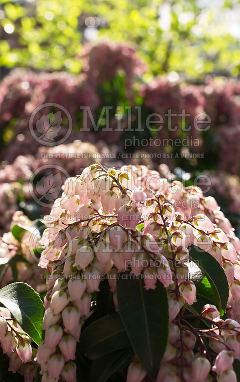 Pieris Shojo (Andromeda Pieris) 4 