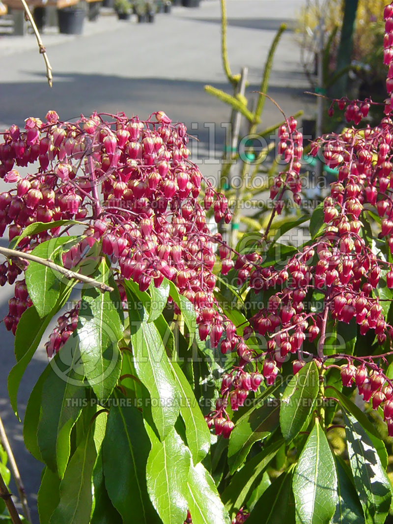 Pieris Valley Valentine (Andromeda Pieris) 1 