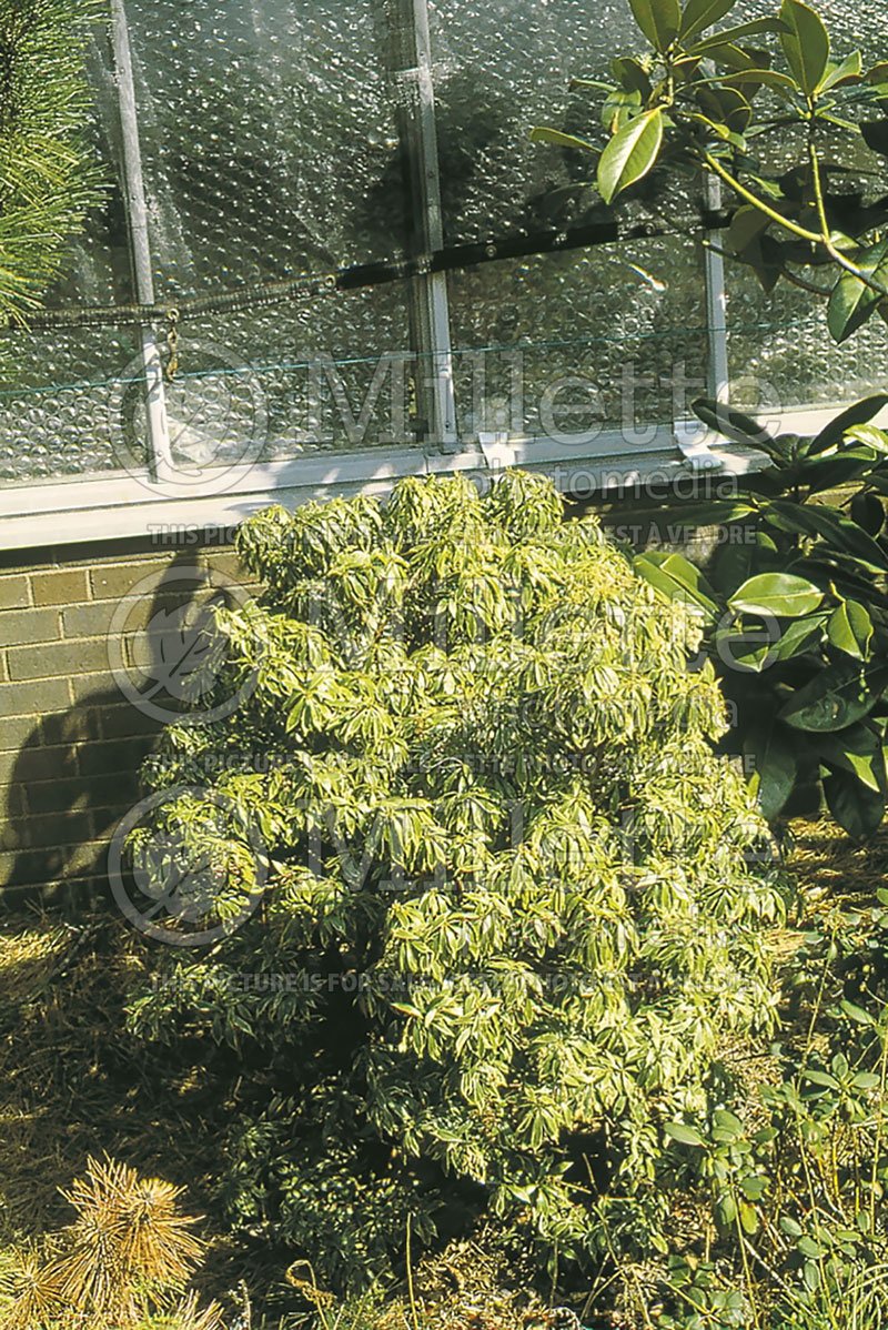 Pieris Variegata (Andromeda Pieris) 1 