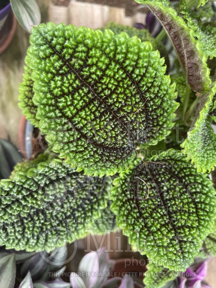 Pilea Moon Valley (Angel Wings) 1