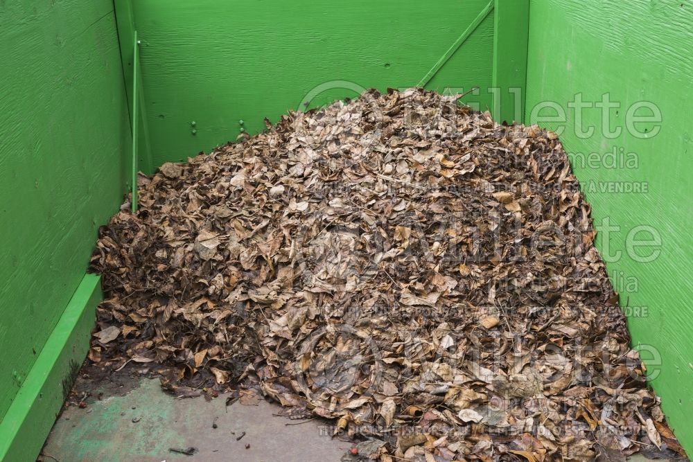 Pile of dead leaves in green wooden composting bin (composting) 1 