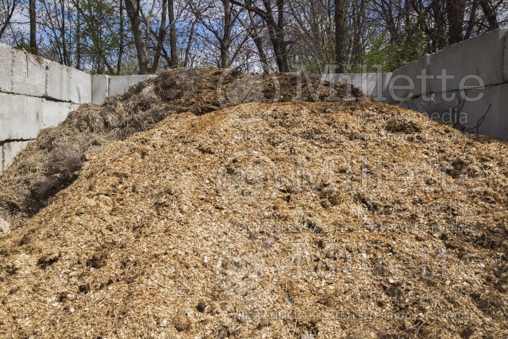 Pile of straw, leaves and woodchips composting (composting) 1 