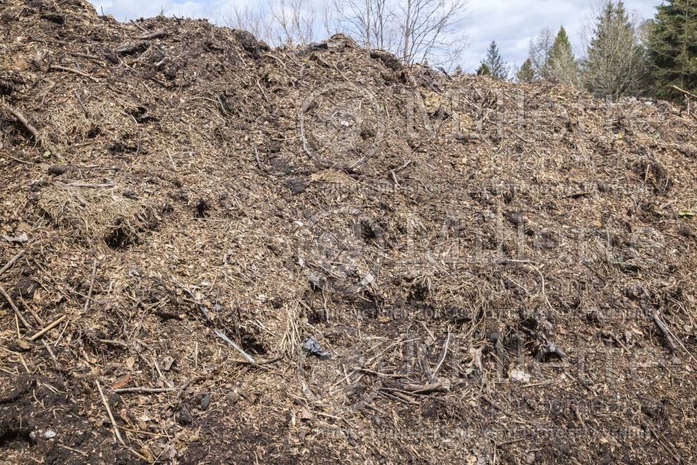 Pile of twigs, branches, leaves and woodchips composting (composting) 1 