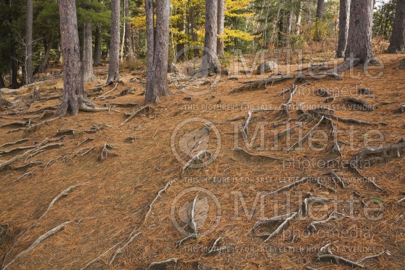 Pine tree needles and exposed roots in forest in autumn 1