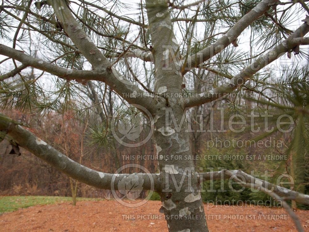 Pinus Silver Ghost (Lacebark Pine conifer) 1 