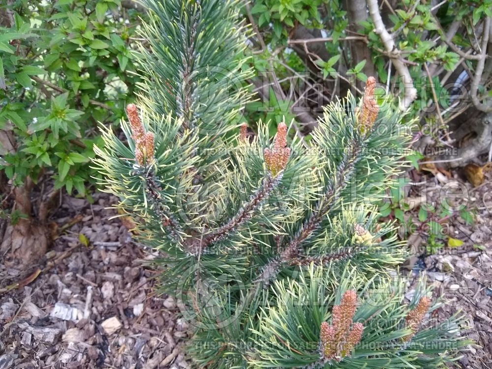 Pinus Palmeter (Pine conifer) 1