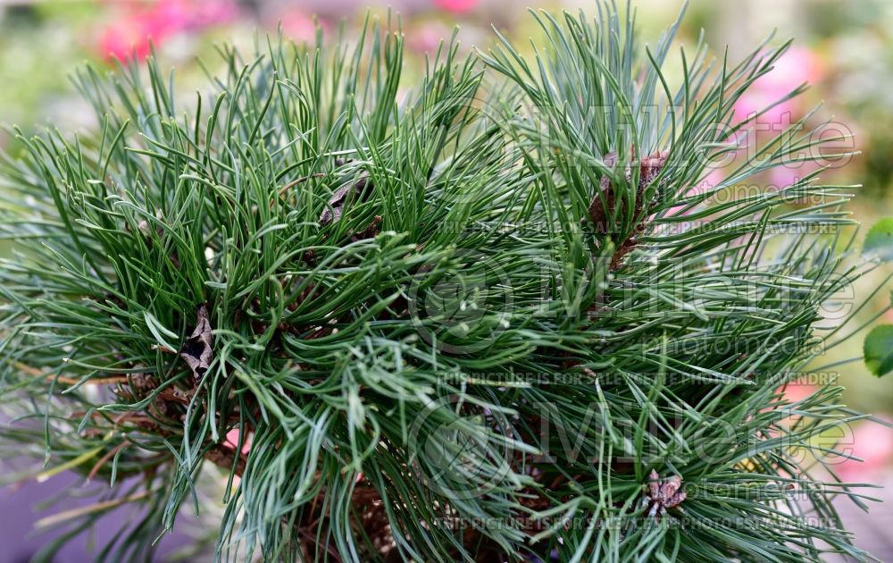 Pinus mugo var. pumilio (Pine conifer) 9