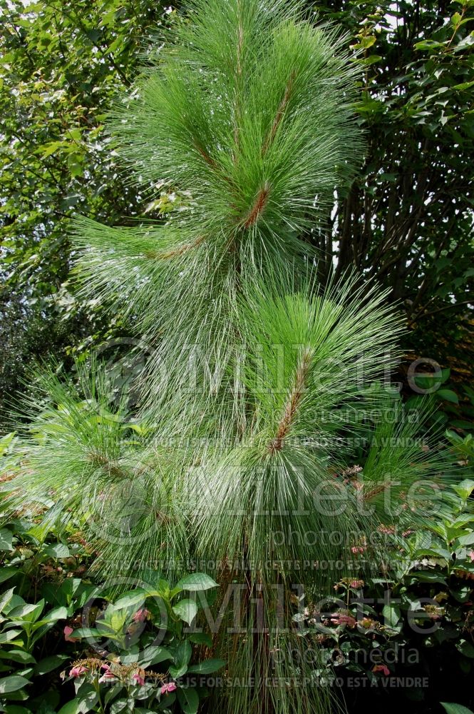 Pinus palustris (Longleaf Pine conifer) 8