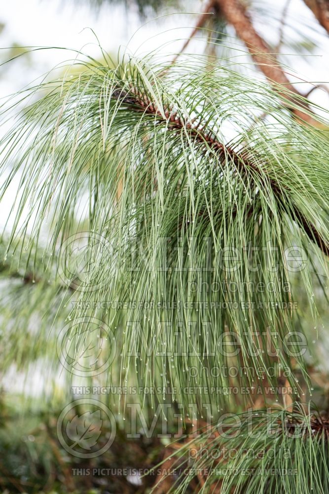 Pinus palustris (Longleaf Pine conifer) 2