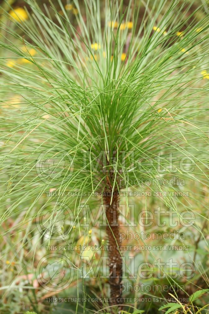 Pinus palustris (Longleaf Pine conifer) 7