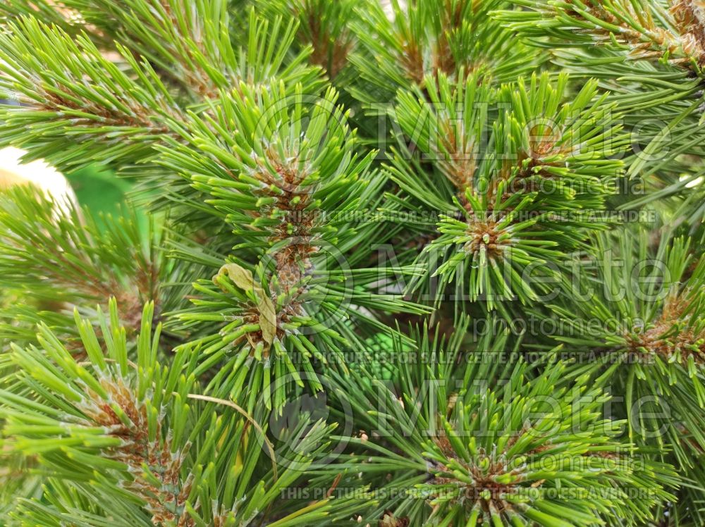 Pinus Glauca Brevifolia (Pine conifer) 1