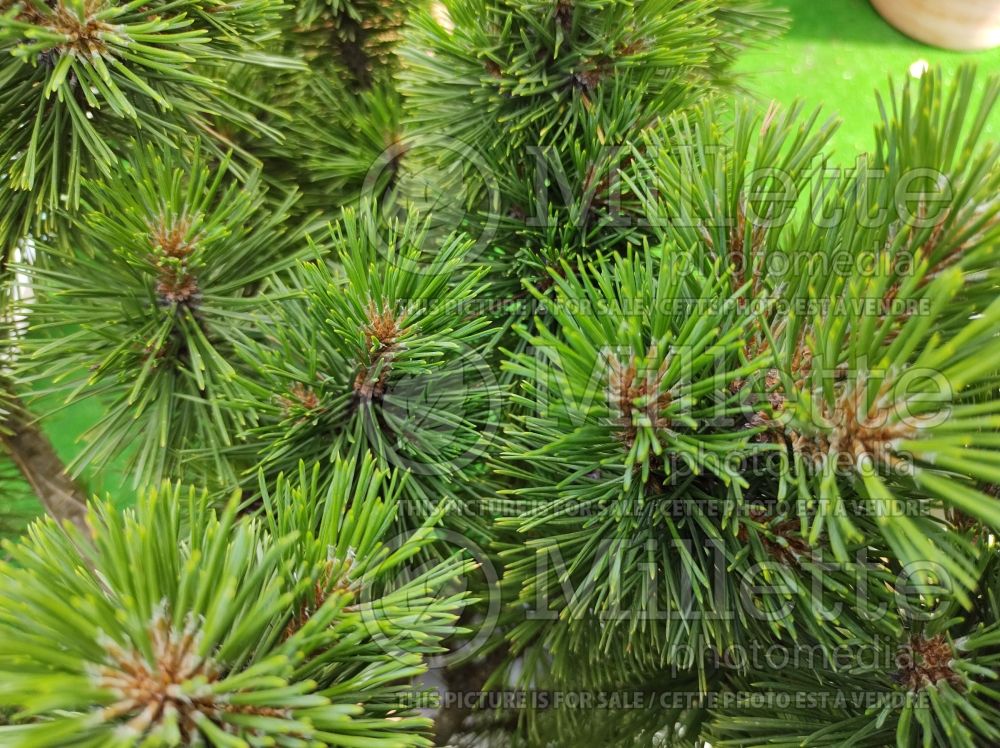 Pinus Glauca Brevifolia (Pine conifer) 2