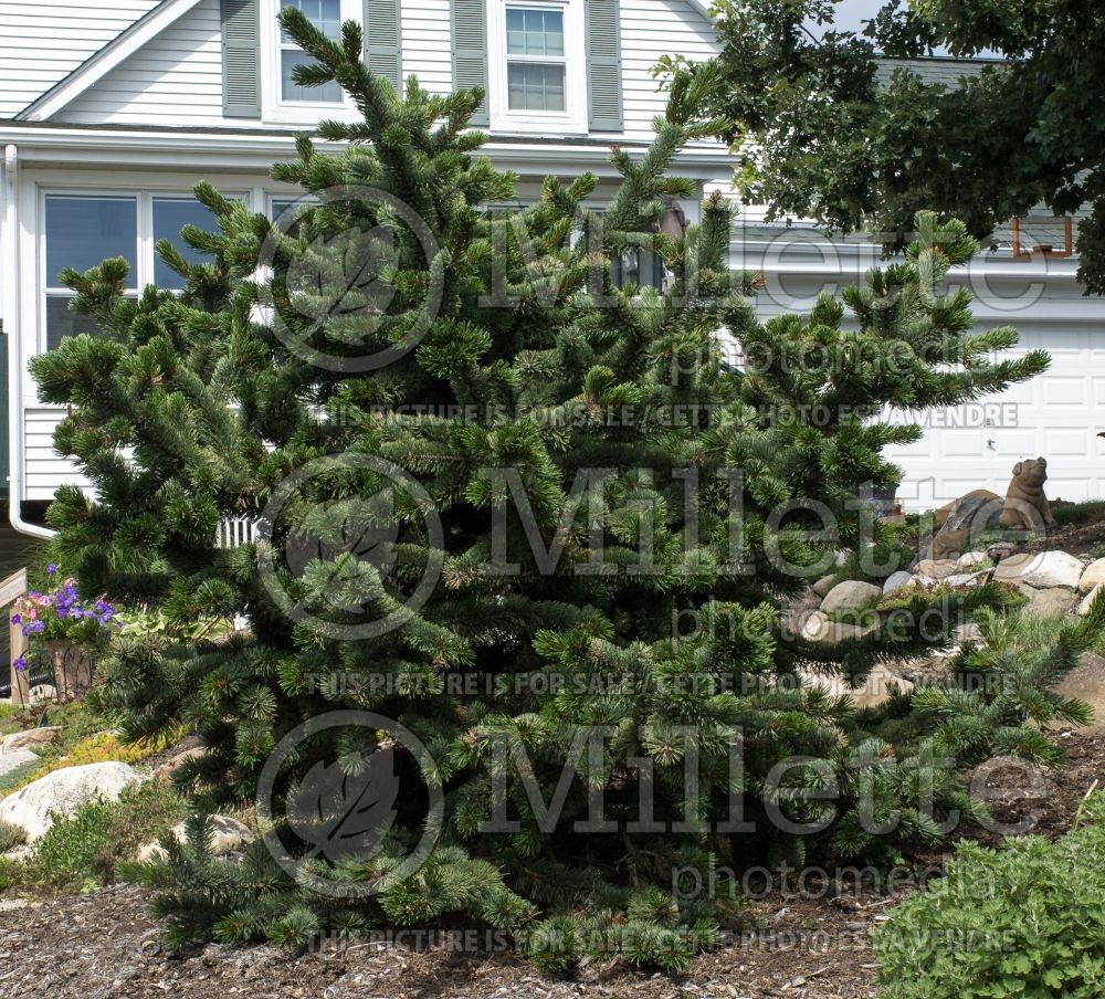 Pinus aristata (Rocky Mountain bristlecone pine conifer) 9 