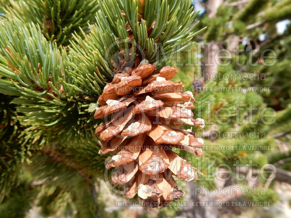 Pinus aristata (Rocky Mountain bristlecone pine conifer) 10