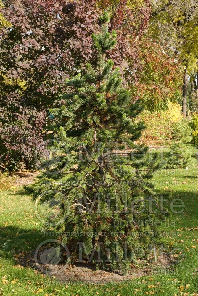 Pinus Blue Heron (Rocky Mountain bristlecone pine conifer) 1 