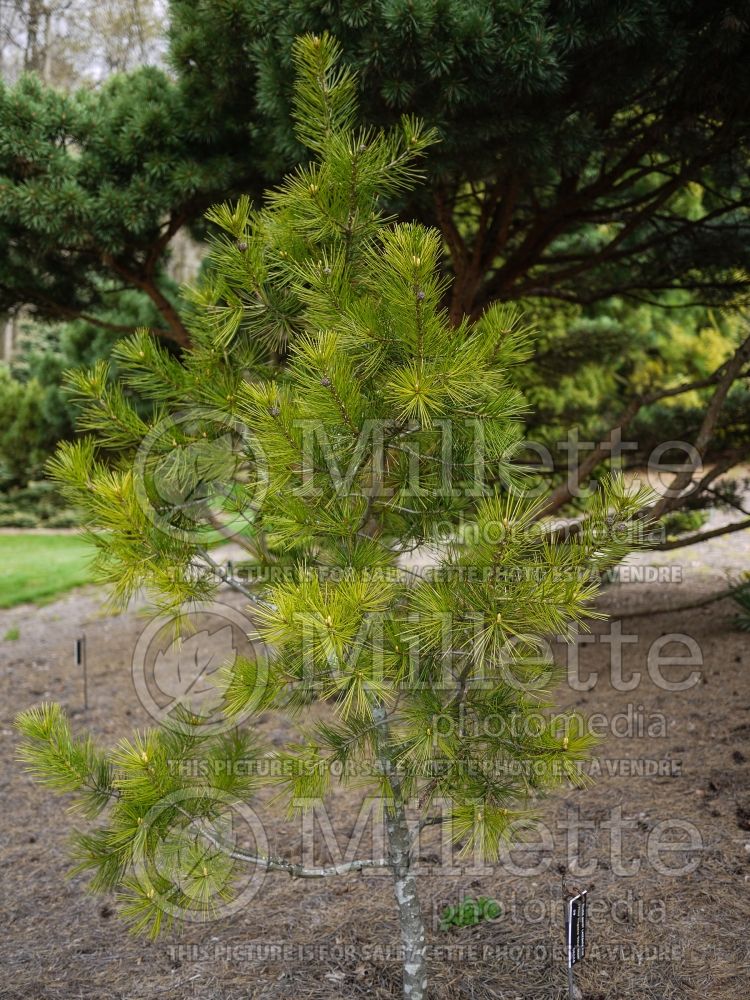 Pinus Silver Ghost (Lacebark Pine conifer) 2