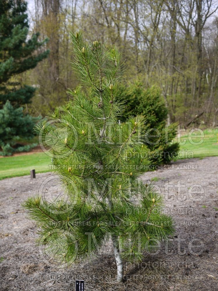 Pinus Silver Ghost (Lacebark Pine conifer) 3