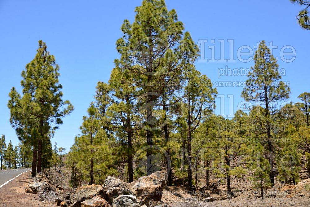 Pinus canariensis (Canary Island pine conifer) 1