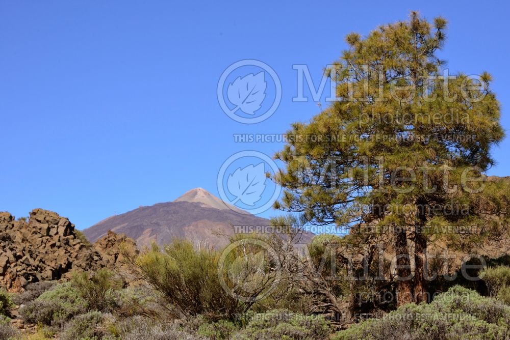 Pinus canariensis (Canary Island pine conifer) 2