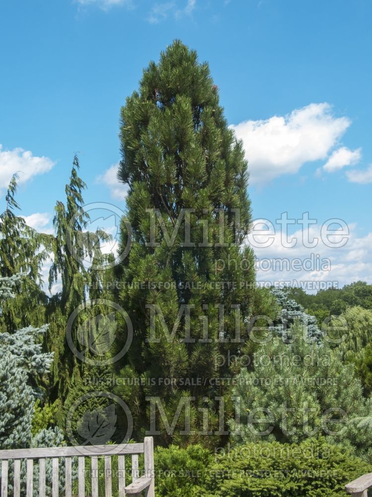 Pinus Arnold's Sentinel (Black Pine conifer) 19 