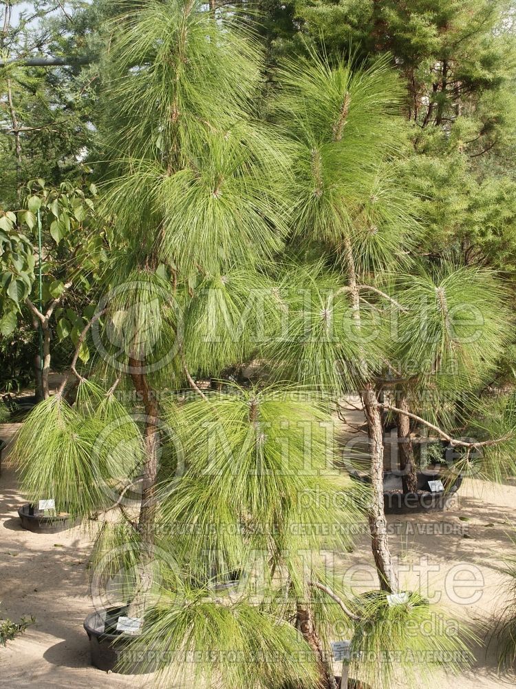 Pinus roxburghii (chir pine or longleaf Indian pine conifer) 1