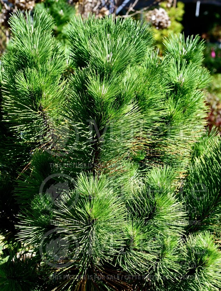 Pinus Thunderhead (Japanese black Pine conifer) 7