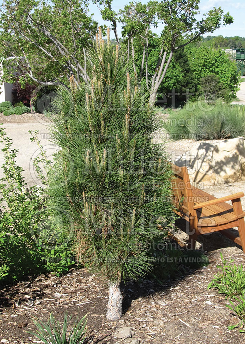 Pinus Arnold's Sentinel (Black Pine conifer) 5 