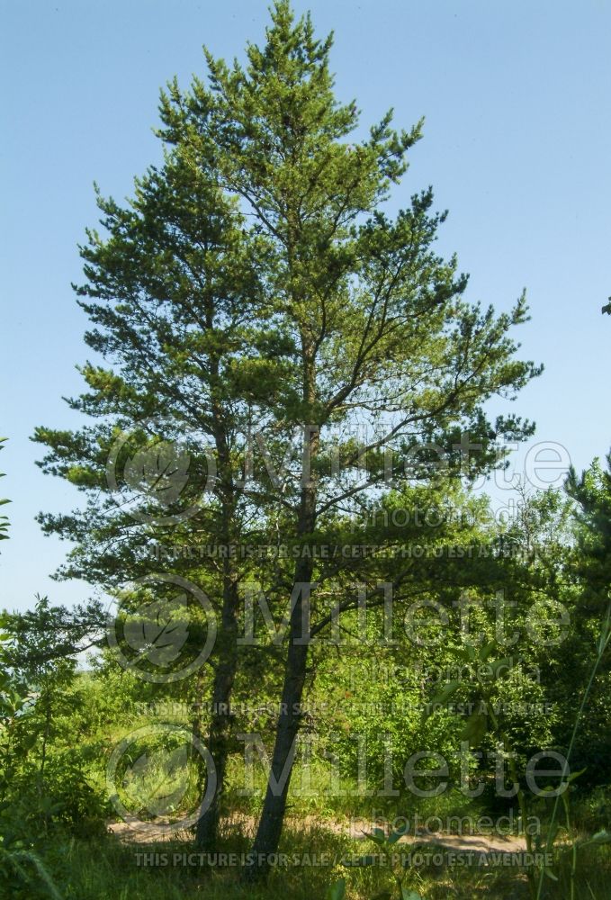 Pinus banksiana (Jack Pine conifer - pin) 10 