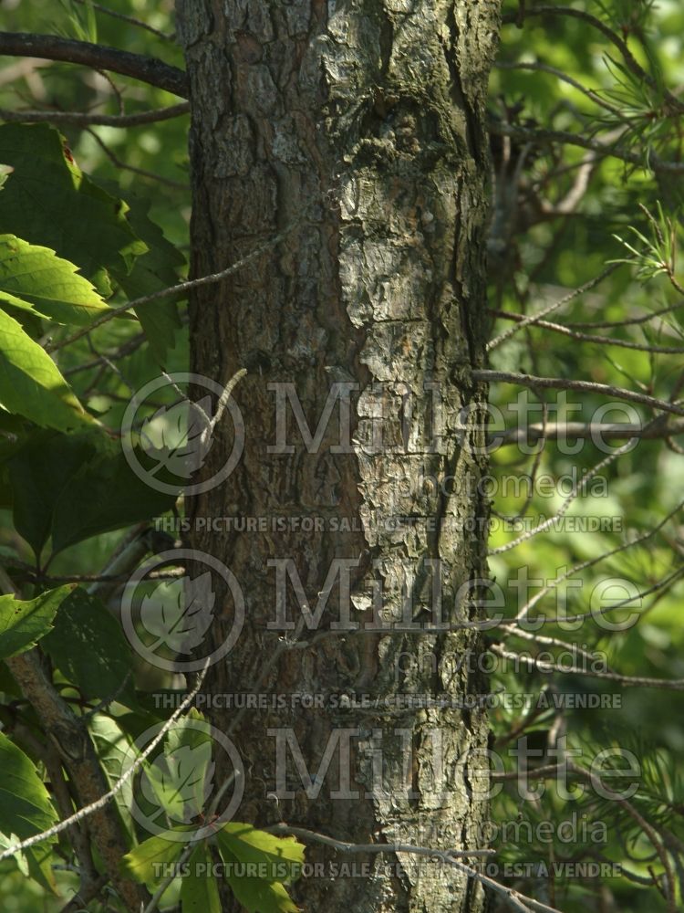 Pinus banksiana (Jack Pine conifer - pin) 14 