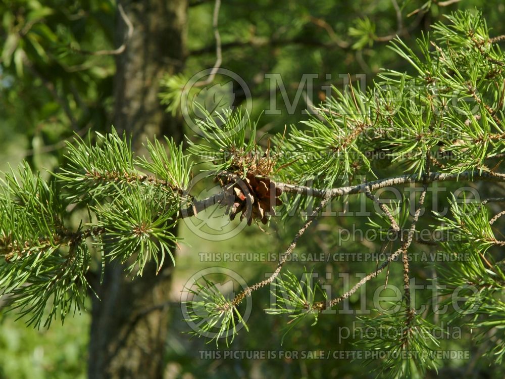 Pinus banksiana (Jack Pine conifer - pin) 12 