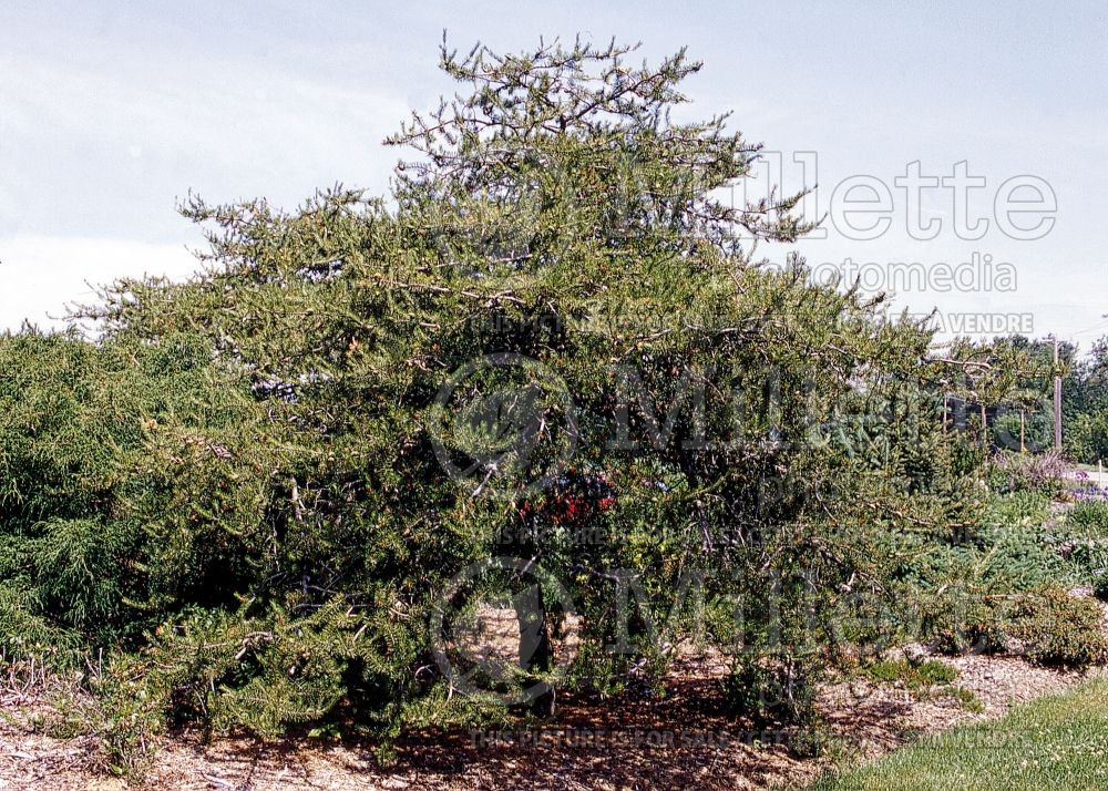 Pinus banksiana (Jack Pine conifer - pin) 1 