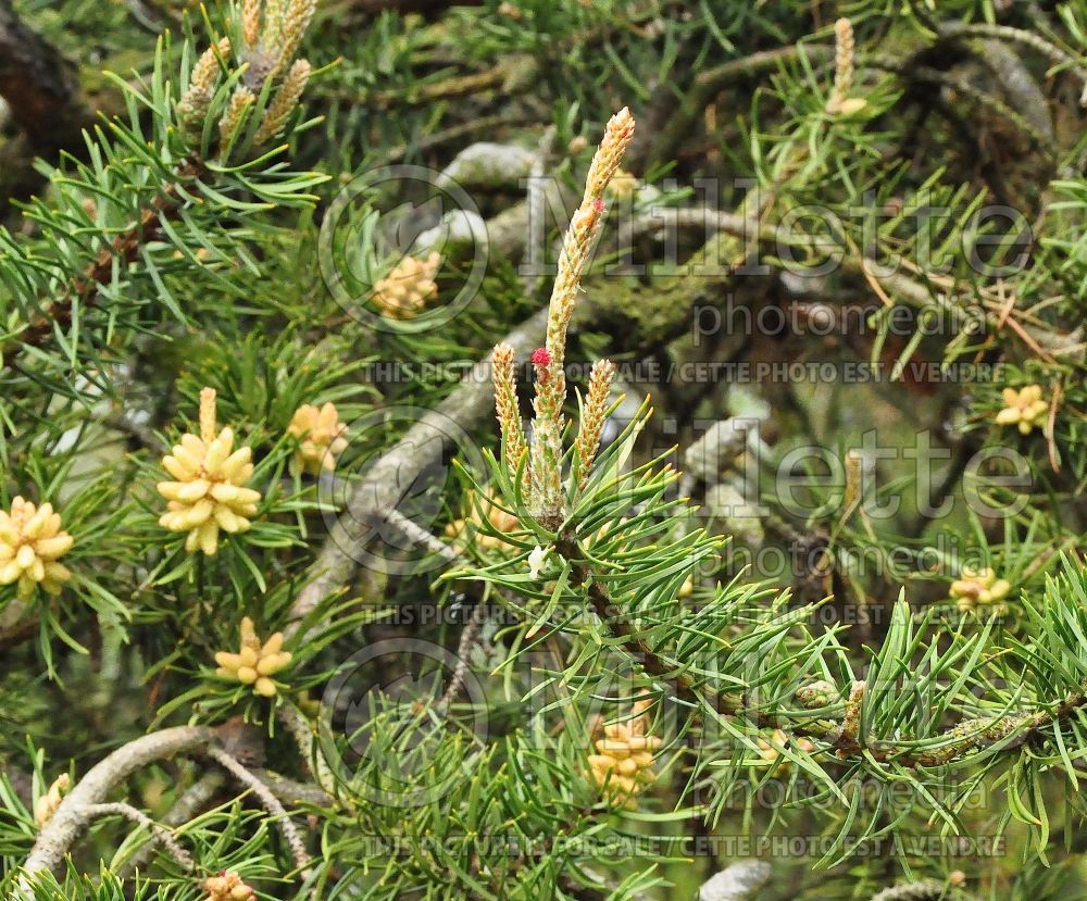 Pinus banksiana (Jack Pine conifer - pin) 4 