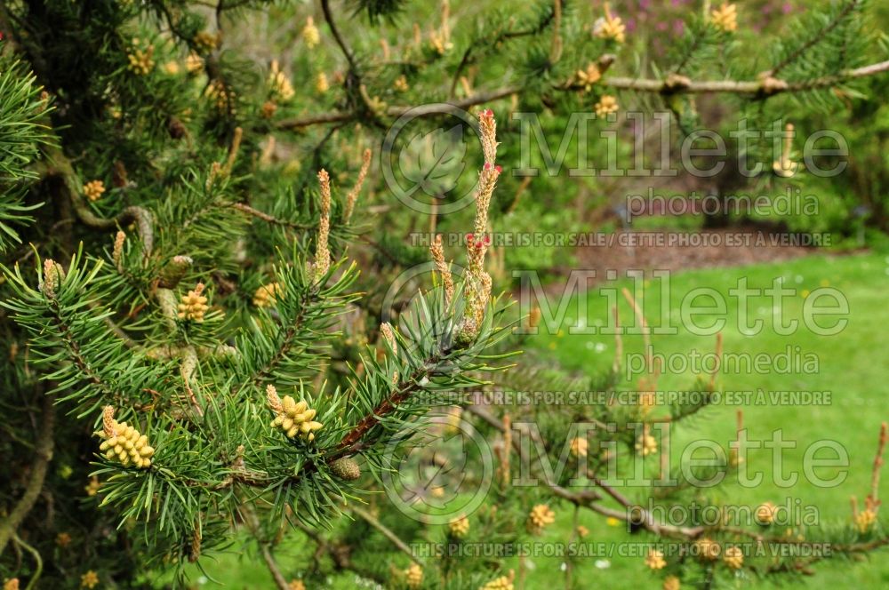 Pinus banksiana (Jack Pine conifer - pin) 6 