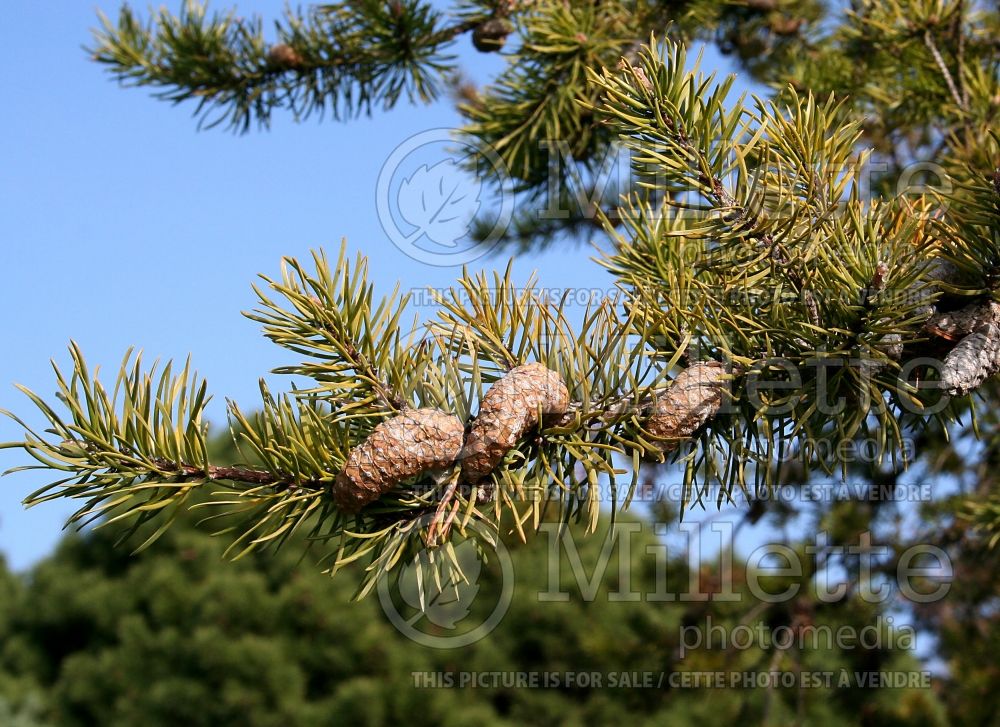Pinus banksiana (Jack Pine conifer - pin) 9 