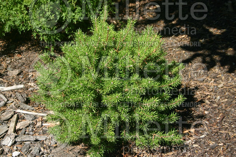 Pinus Manomet (Jack Pine conifer - pin) 1 