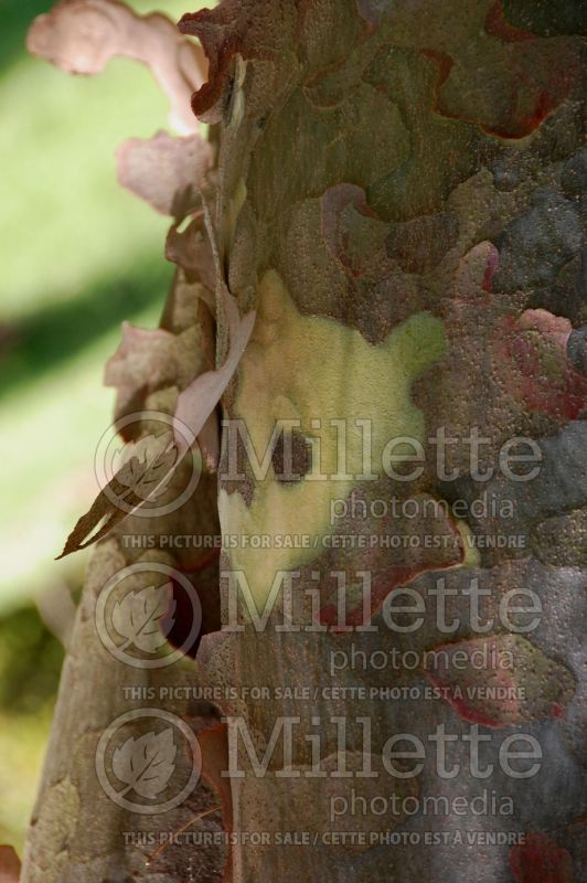 Pinus bungeana (Lacebark Pine conifer) 1 