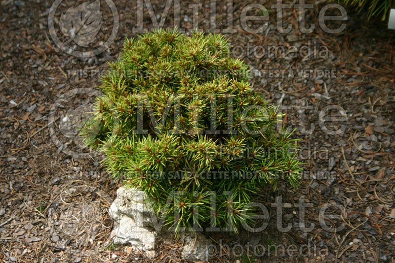 Pinus June's Broom (Lacebark Pine conifer) 1 