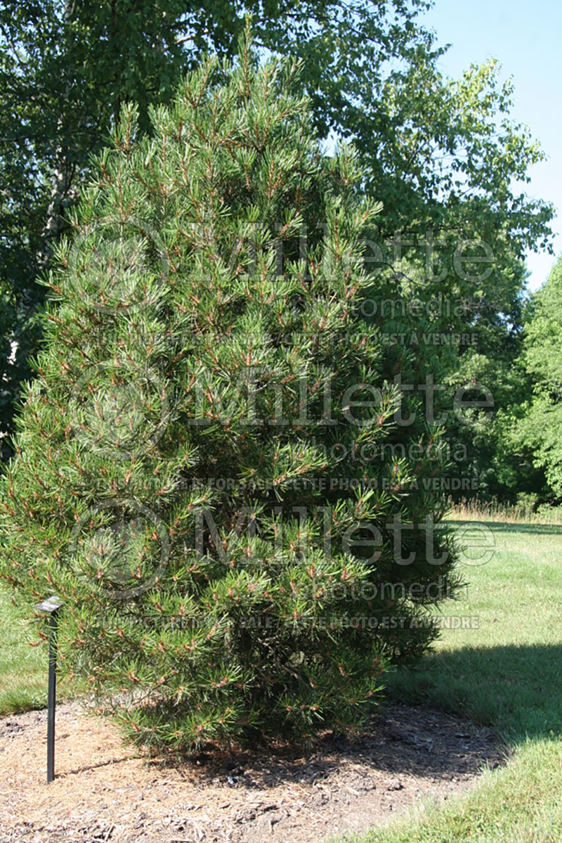 Pinus Rowe Arboretum (Lacebark Pine conifer) 1 