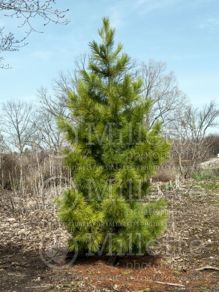 Pinus cembra (Swiss Pine conifer) 10