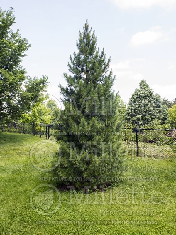 Pinus cembra (Swiss Pine conifer) 11