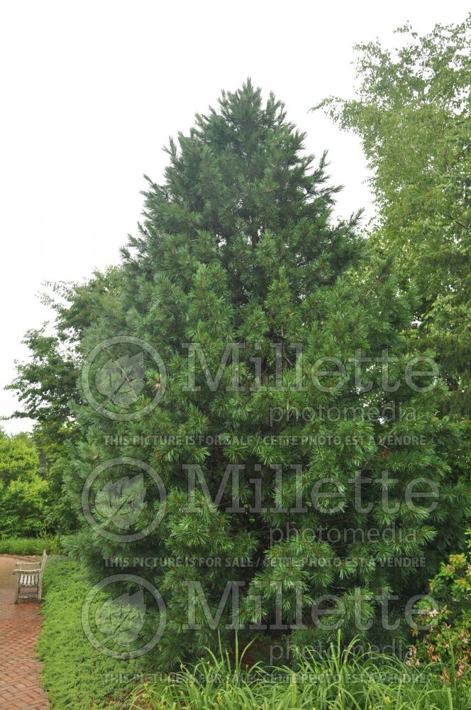 Pinus cembra (Swiss Pine conifer) 2