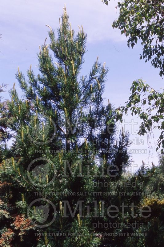 Pinus cembra (Swiss Pine conifer) 4