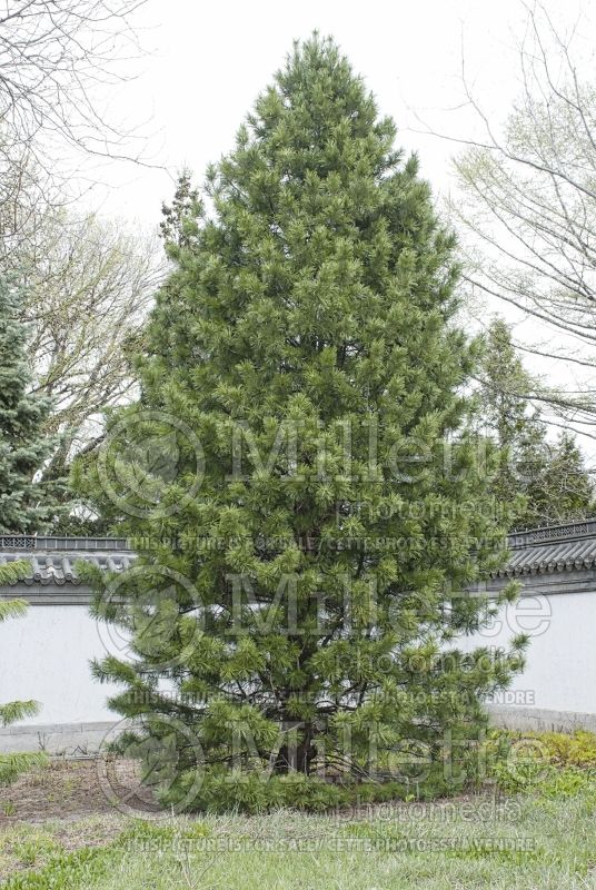 Pinus cembra (Swiss Pine conifer) 5