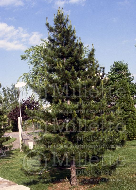 Pinus cembra (Swiss Pine conifer) 6