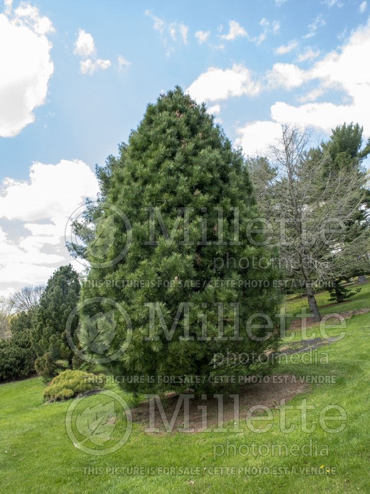 Pinus Chalet (Pine conifer) 6