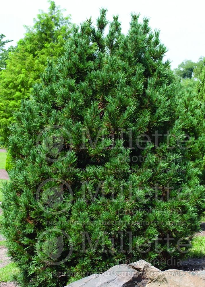 Pinus Chalet (Pine conifer) 5