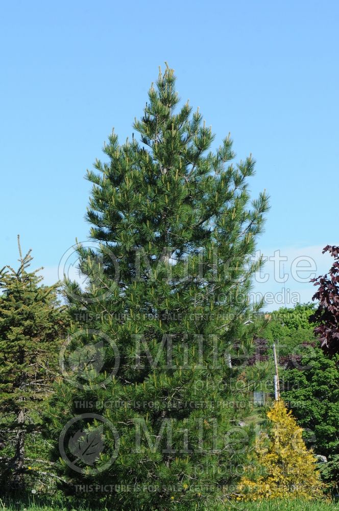 Pinus cembra (Swiss Pine conifer) 1