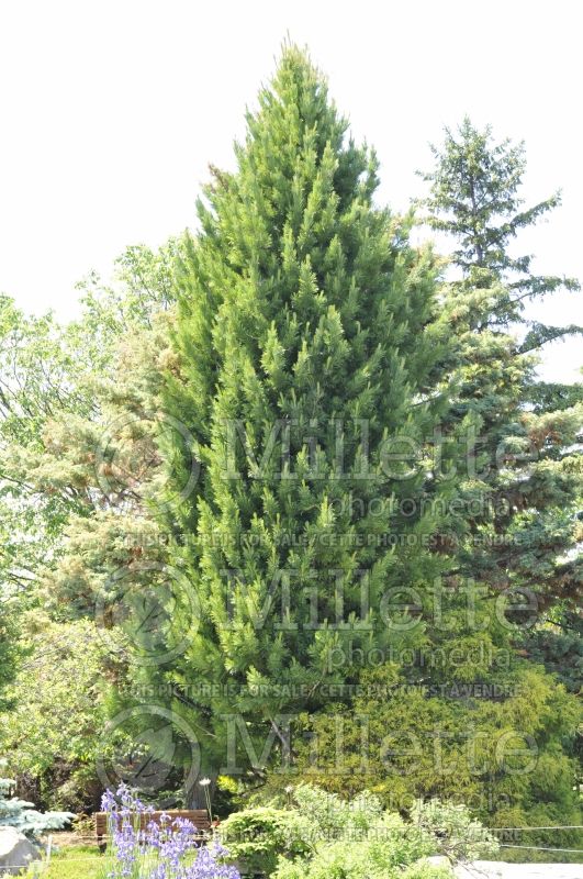 Pinus cembra (Swiss Pine conifer) 7